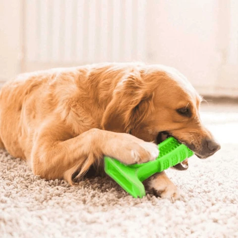 Caring for Your Hunting Dog's Teeth and Ears