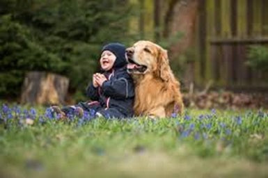 What Do You Need to Know About Hospice Care For Dogs?